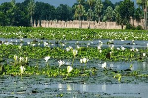 কাউয়াদিঘি হাওরে জাদুকরী সৌন্দর্য সাদা শাপলা
