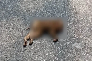 ​লাউয়াছড়ায় গাড়ির চাকায় পিষ্ট হয়ে শিশু বানরের মৃত্যু