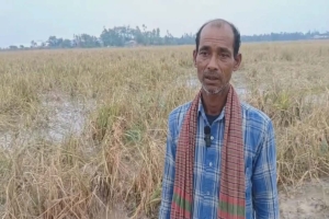দিরাইয়ে মাঠেই নষ্ট হচ্ছে সুজাত মিয়ার ১০ কিয়ার জমির ধান
