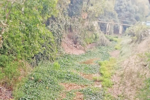 শুকিয়ে কাঠ জকিগঞ্জের শাহগলী ও কোদালী খাল : সেচ সংকটে বারহালের কৃষি