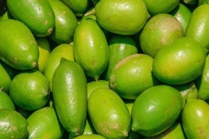 শ্রীমঙ্গলে লেবুর দামে ‘আগুন’: প্রতি হালি ২০০ টাকা!