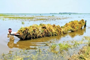 হাওরে কান্নার রোল: পচে যাচ্ছে ধান, তলিয়ে গেছে লাখো কৃষকের স্বপ্ন