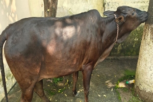 সিলেটে মালিকবিহীন গরুর বাছুর উদ্ধার: মালিকের সন্ধান চায় পুলিশ
