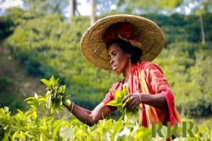 মাধবপুরে ধান কাটা ও চা উৎপাদনে চরম বিপর্যয়