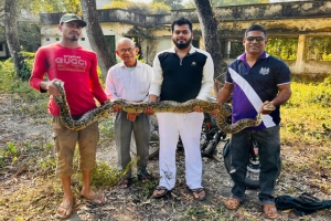 শ্রীমঙ্গলে ১২ ফুট দৈর্ঘ্যের অজগর উদ্ধার
