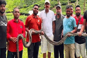 কমলগঞ্জে চা বাগান থেকে ১৭ ফুটের বিশাল অজগর উদ্ধার