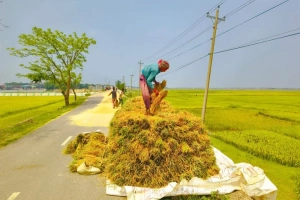 হাওরের কৃষকের গলার কাঁটা সরকারি দাম ও ফড়িয়া সিন্ডিকেট