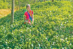 হাড়ভাঙা পরিশ্রমেও মিলছে না ন্যায্য মজুরি
