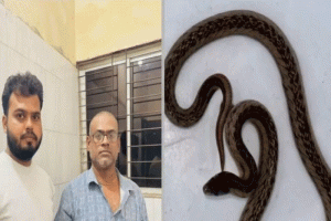 শ্রীমঙ্গলে বাসা থেকে বিরল প্রজাতির ‘ক্যান্টর কুকরি’ সাপ উদ্ধার