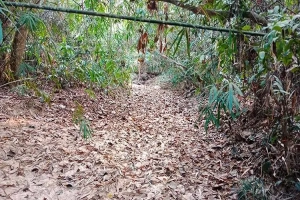 লাউয়াছড়া বনে তীব্র পানি ও খাদ্যসংকট