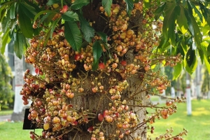 চায়ের দেশ শ্রীমঙ্গলে নতুন আকর্ষণ বিরল ‘নাগলিঙ্গম’