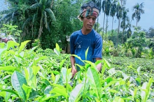 চা বাগানে মদের মরণনেশা: জীবনমান উন্নয়নে ‘পাট্টা’ বন্ধের দাবি