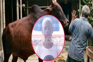 মৌলভীবাজারে নিজের গরুর শিংয়ের আঘাতে মালিকের মৃত্যু