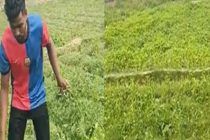 ওসমানীনগরে মানুষের শত্রুতার বলি ১৮ শ' টমেটো গাছ