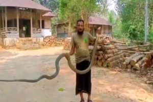 চুনারুঘাটে ২৫ ফুটের কিং কোবরাসহ জোড়া সাপ অবমুক্ত