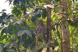 পর্যটকশূন্য লাউয়াছড়ায় বন্যপ্রাণীর অবাধ বিচরণে ফিরছে চিরচেনা রূপ