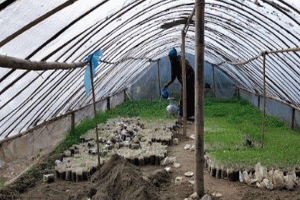 জামালগঞ্জে সবজির চারা উৎপাদন করে ভাগ্য বদল কৃষকদের