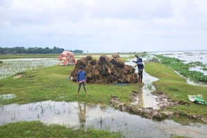 মৌলভীবাজারের হাওরাঞ্চলে টানা বৃষ্টি: নতুন করে ডুবছে কৃষকের স্বপ্ন