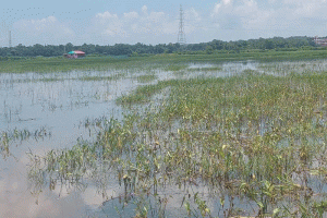 মৌলভীবাজারে কাউয়াদীঘির জলাবদ্ধতায় আমনের স্বপ্ন ভঙ্গ