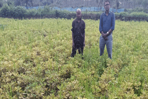 চীনা বাদাম চাষে ঝুঁকছেন শ্রীমঙ্গলের চাষিরা