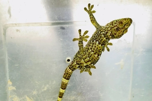 শ্রীমঙ্গলে বিরল প্রজাতির তক্ষক উদ্ধার