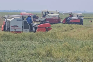 হাওরে ধান কাটার ভরা মৌসুমে জ্বালানি সংকট