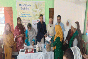 উদ্যোক্তা তৈরিতে মাশরুম চাষ হতে পারে সম্ভাবনাময় পথ
