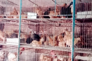 মৌলভীবাজারে মুরগির বাজারে আগুন