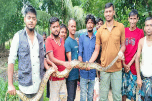 কমলগঞ্জে ধানখেত থেকে ১০ ফুট লম্বা অজগর উদ্ধার