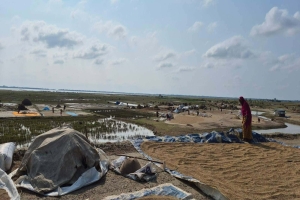 সুনামগঞ্জে হাওরজুড়ে ধান কাটার লড়াই: কৃষকের চোখ আকাশে