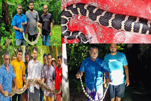 আবাসস্থল ও খাদ্যসংকট: শ্রীমঙ্গলে এক মাসে উদ্ধার ২২ বন্যপ্রাণী