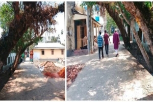 চুনারুঘাটে সড়কের পাশে ঝুঁকিপূর্ণ গাছ: দুর্ঘটনার আতঙ্কে শিক্ষার্থী ও পথচারীরা