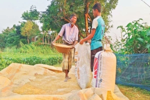 খাদ্য বিভাগের উদাসীনতায় কপাল পুড়ল সুনামগঞ্জের হাওরবাসীর