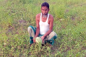 মৌলভীবাজারে নিম্নমানের সরকারি বীজে ফলন বিপর্যয় : দিশেহারা প্রান্তিক কৃষক