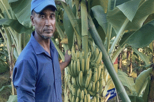 ফটিক মিয়ার কলা বিপ্লব!