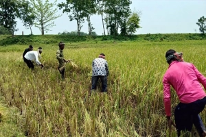 ছাতকে বোরো ধান কাটা নিয়ে চরম উৎকণ্ঠায় কৃষকরা