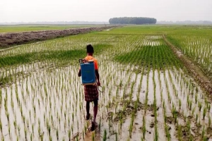 মৌলভীবাজারে বোরো ক্ষেতে মাজরা পোকার আক্রমণ