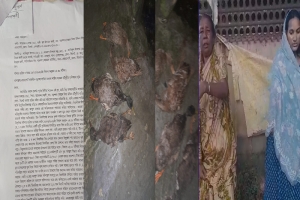 সিলেটের বড়শলায় বিষ দিয়ে ৩১টি হাঁস হত্যার অভিযোগ