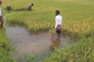 হাকালুকি হাওরে জলাবদ্ধতায় ফসল তলিয়ে যাওয়ার শঙ্কা