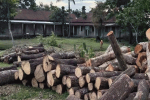 গণদাবিতে নতিস্বীকার: সুনামগঞ্জে সামাজিক বনায়নের গাছ কাটা স্থগিত