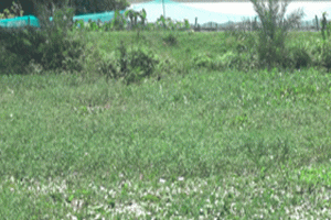 বিয়ানীবাজারে চার হাজার একর ফসলি জমি অনাবাদি