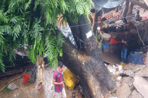 সুনামগঞ্জে ঝড়ে উপড়ে পড়ল অর্ধশতাব্দীর পুরোনো রেইনট্রি গাছ