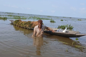 টানা বৃষ্টিতে মৌলভীবাজারে বোরোর ব্যাপক ক্ষতি: লোকসান ৫০ কোটি ছাড়াল