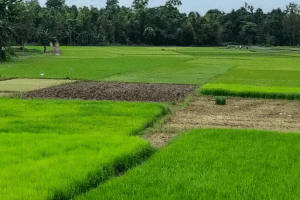 সুরমা নদীর তীরে জমজমাট আমন চারার হাঁট : স্বাবলম্বী শত শত কৃষক