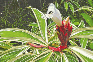 শরতে সুদর্শন বিচিত্রা কেঁউ
