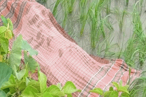 জকিগঞ্জে ধানক্ষেত থেকে বৃদ্ধার মরদেহ উদ্ধার