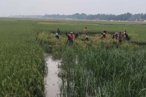 তাহিরপুরে ধান কাটাতে শুল্ক স্টেশন ও যাদুকাটা নদী বন্ধ ঘোষণা