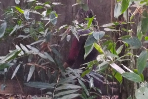 বিশ্বনাথে নিখোঁজের ৫ দিন পর তরুণীর অর্ধগলিত মরদেহ উদ্ধার